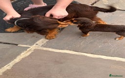 Cocker Spaniel dogs for sale: Cocker spaniel - Image 3