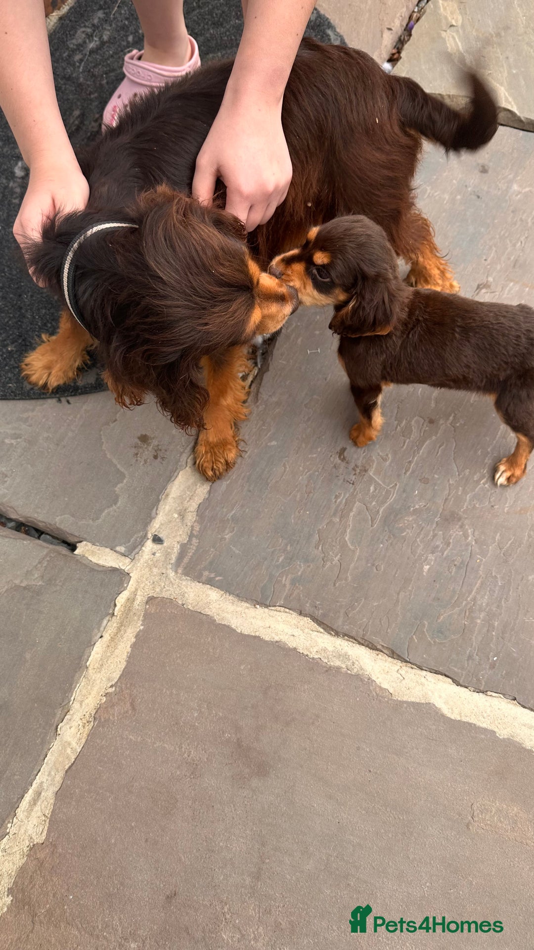Cocker Spaniel dogs for sale: Cocker spaniel - Image 3