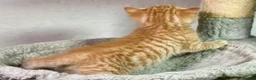 Mixed Breed cats for sale: 2 Gorgeous Ginger Male Kittens - Advert 10