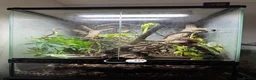Gecko reptiles for sale: Crested Gecko & Whole Setup (Friendly, Male) - Advert 3