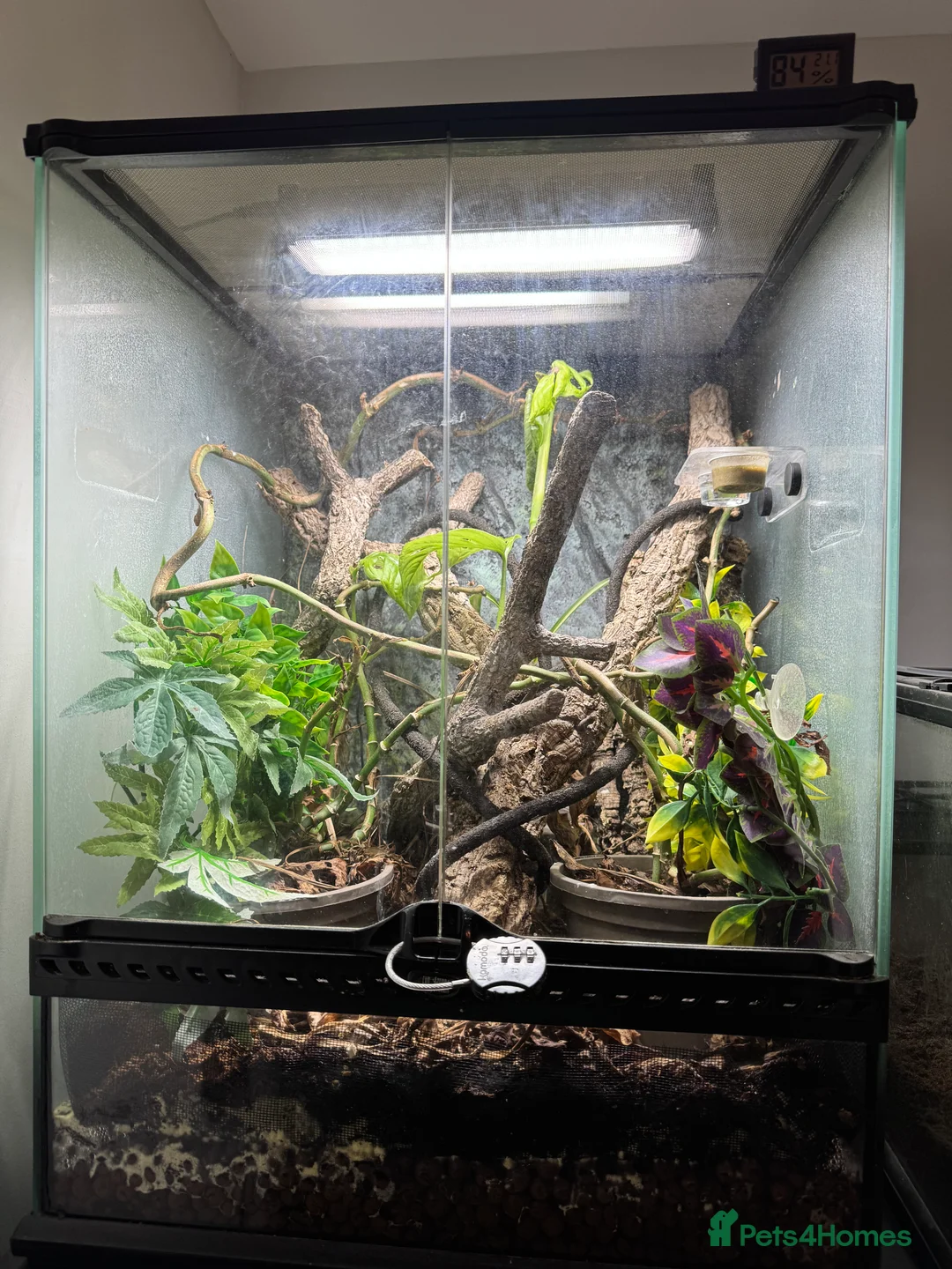 Gecko reptiles for sale: Crested Gecko & Whole Setup (Friendly, Male) - Advert 3