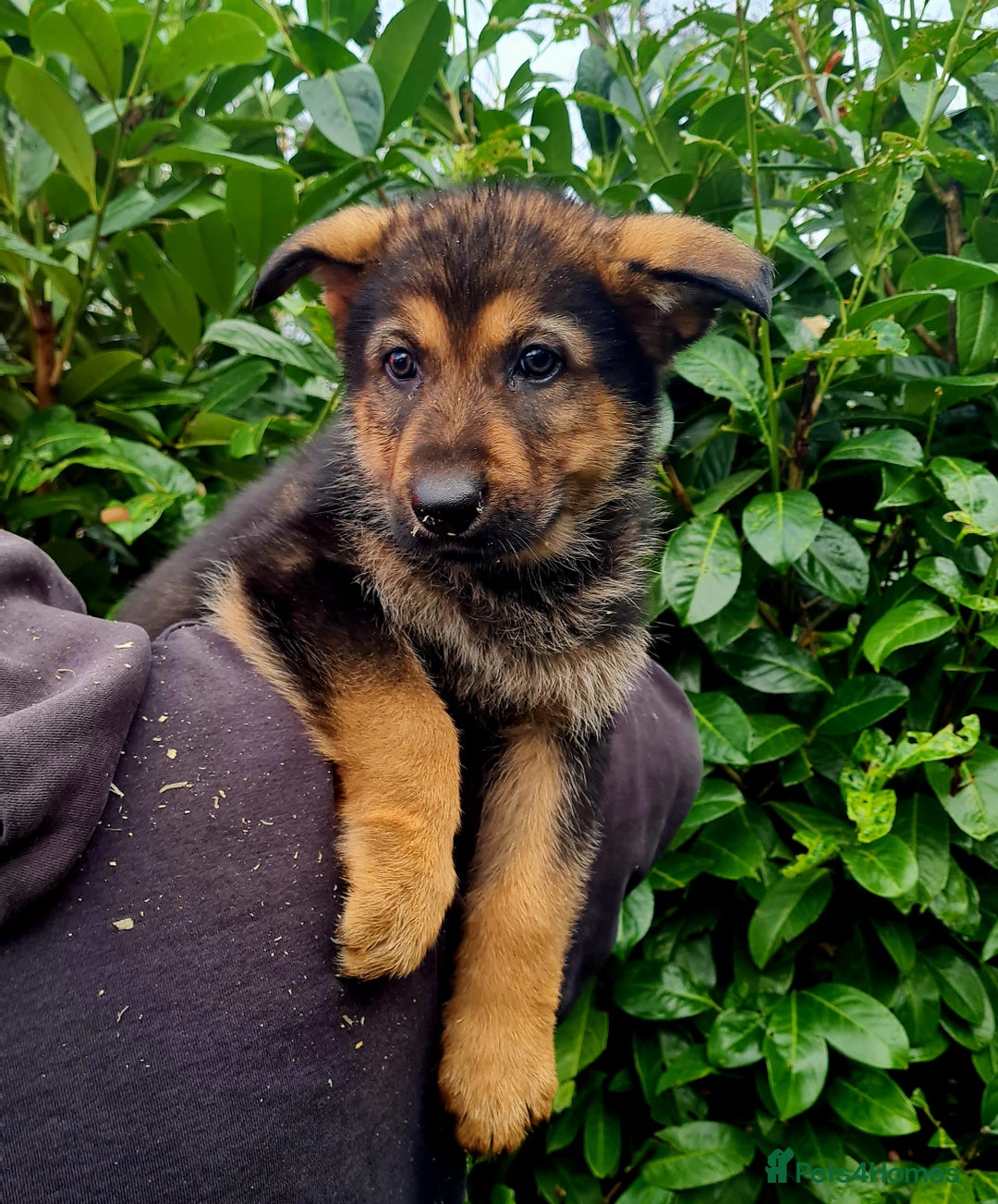 German Shepherd dogs for sale: German Shepherd Puppies For Sale - Advert 25
