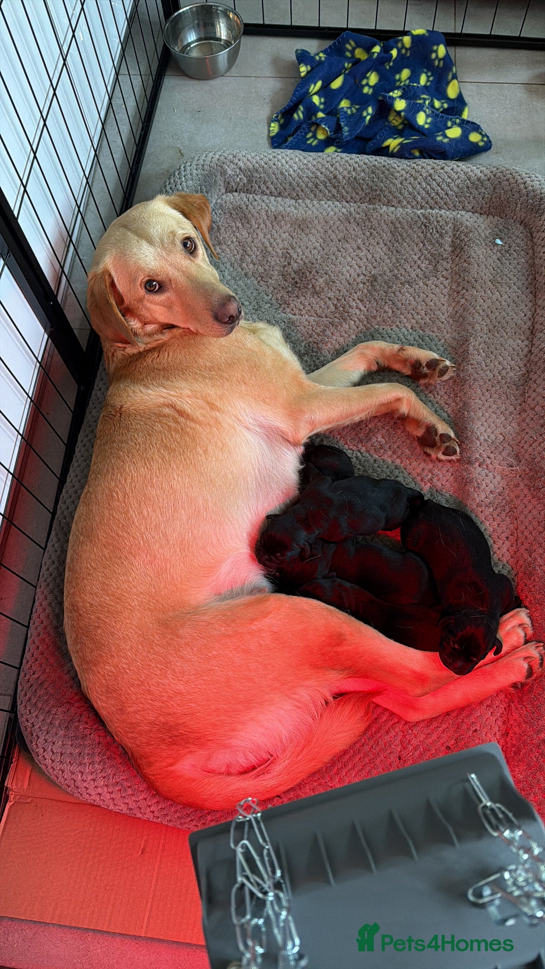 Labrador Retriever dogs for sale: Chunky Black Labrador Puppies! - Advert 1