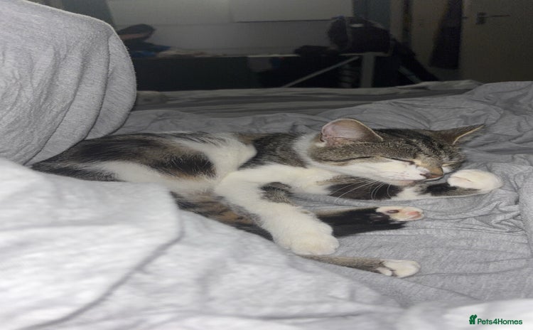 Domestic Shorthair cats - Advert 7