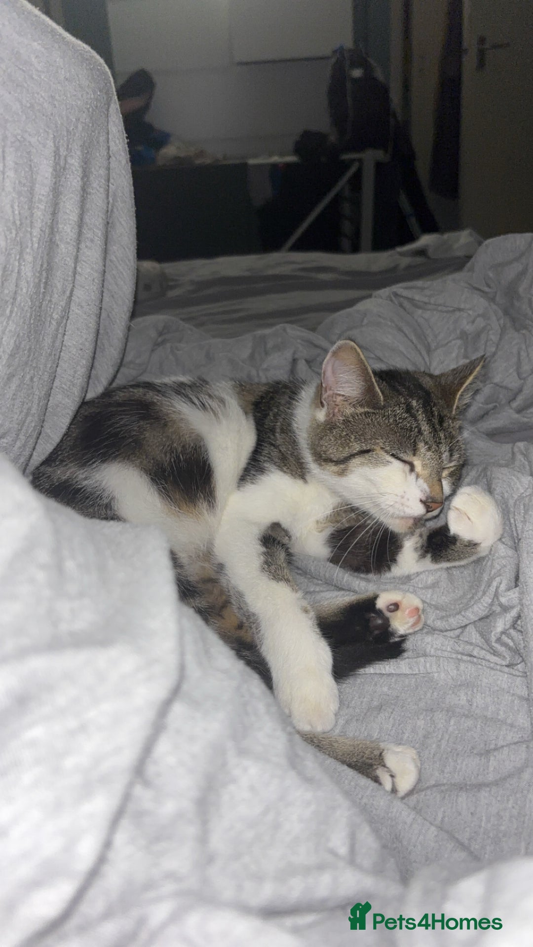 Domestic Shorthair cats for sale: Luna needs a new home! - Image 1