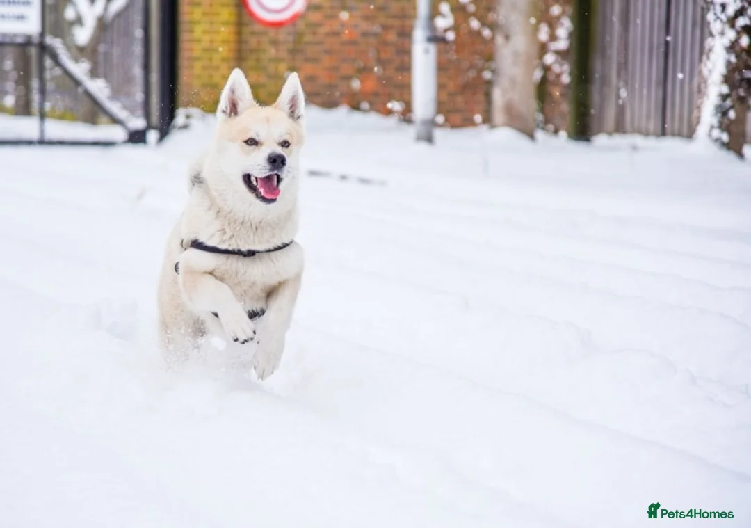 Pomsky dogs for stud: Pomsky for STUD Beautiful Husky markings in Sittingbourne - Advert 5