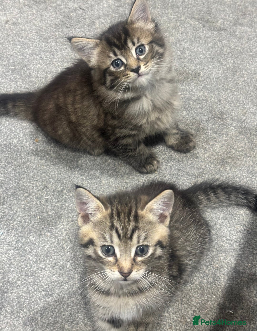 British Shorthair cats for sale: 3 beautiful tabby kittens with Maine coon  - Image 8