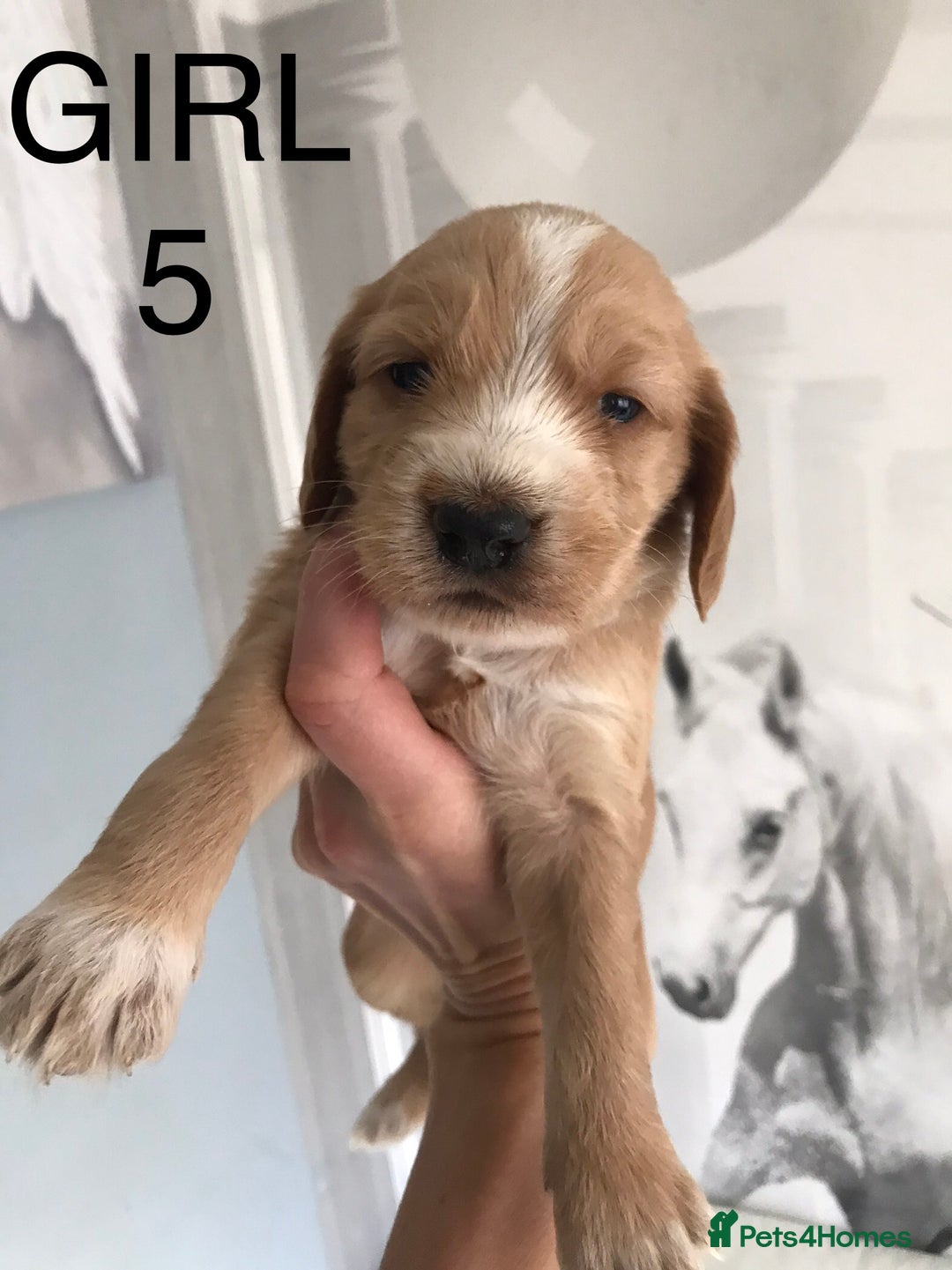 Labradoodle dogs for sale: Miniature Australian Labradoodles - Image 6
