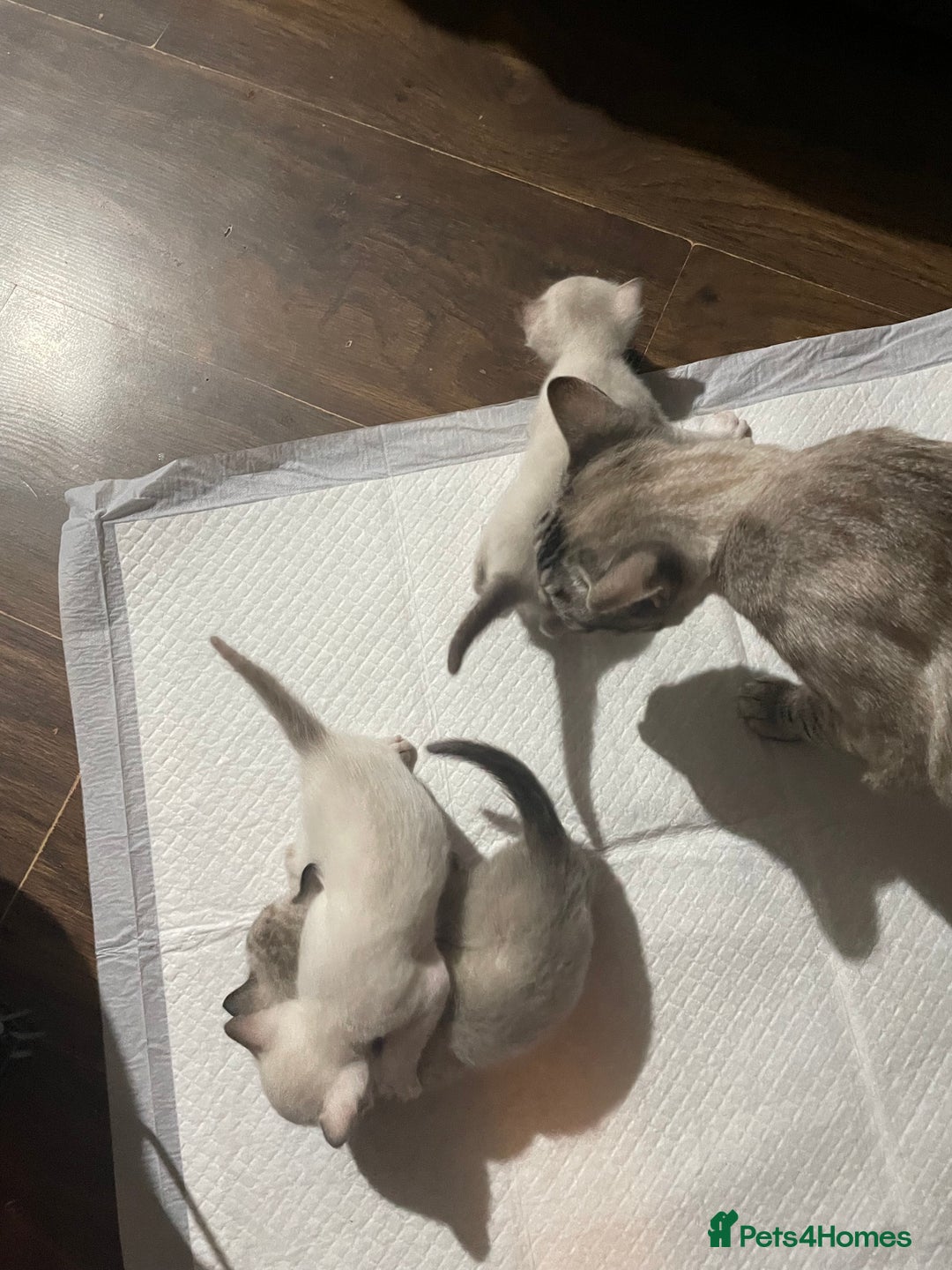 Bengal cats for sale: INTRODUCING 3 ❤️❤️❤️ BEAUTIFUL FELINES  - Image 4
