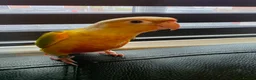 Conures birds for sale: Handreared Tame Conures - Advert 2