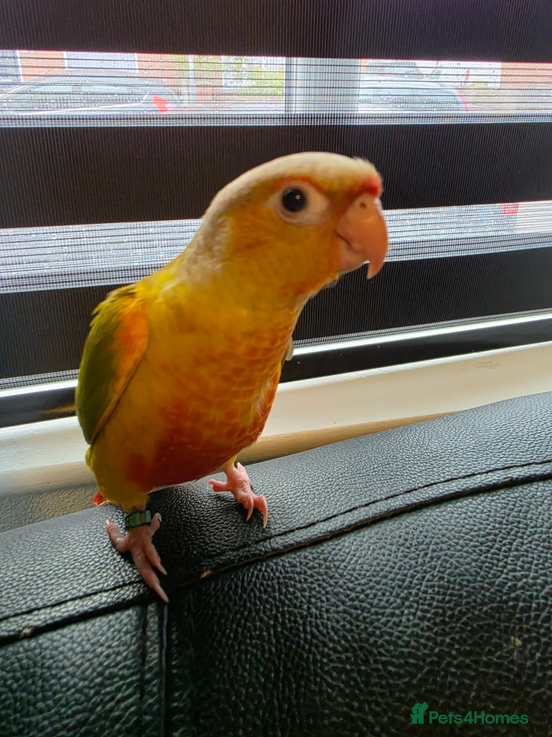 Conures birds for sale: Handreared Tame Conures - Advert 2