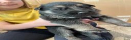German Shepherd dogs for sale: German Shepherd Puppies - Advert 3