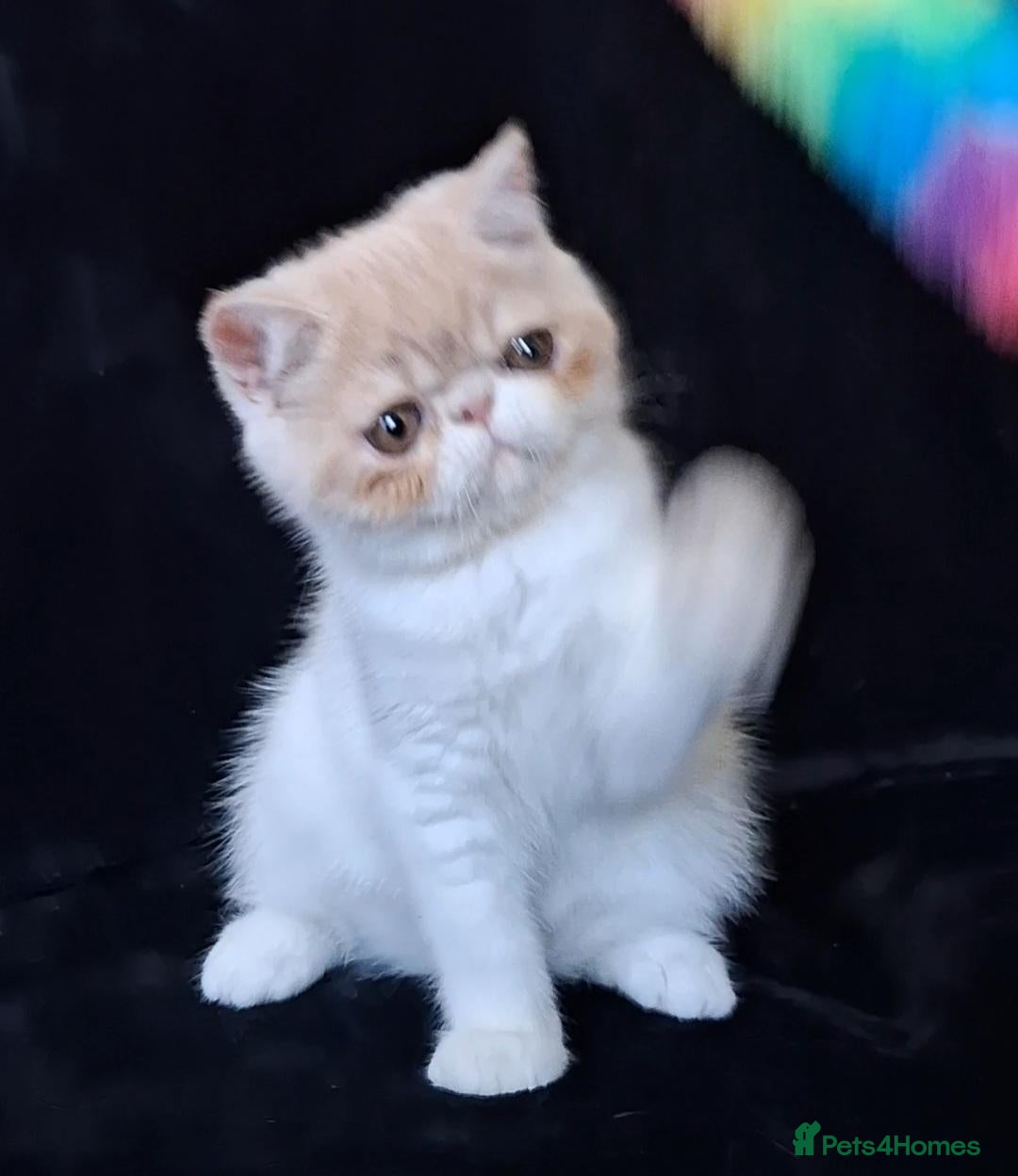Exotic cats Stunning exotic/persian kittens - Advert 4
