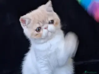 Exotic cats Stunning exotic/persian kittens - Advert 4