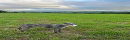Mixed Breed dogs for sale: Dear hound greyhound in Hengoed - Advert 1