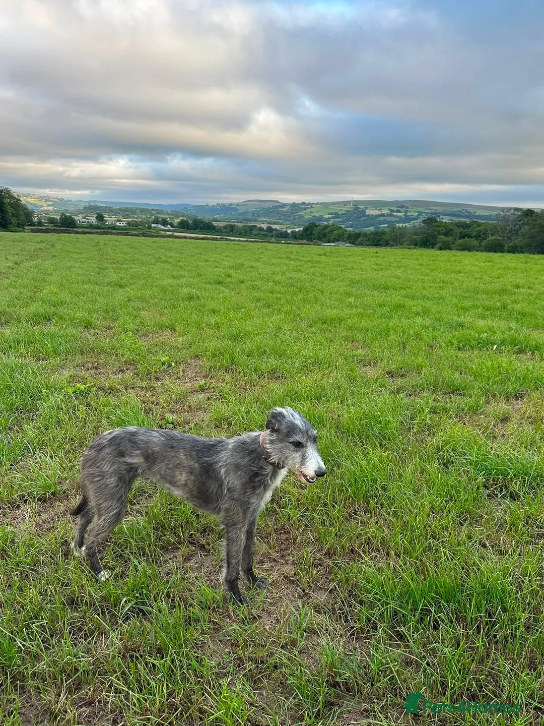 Mixed Breed dogs for sale: Dear hound greyhound in Hengoed - Advert 1