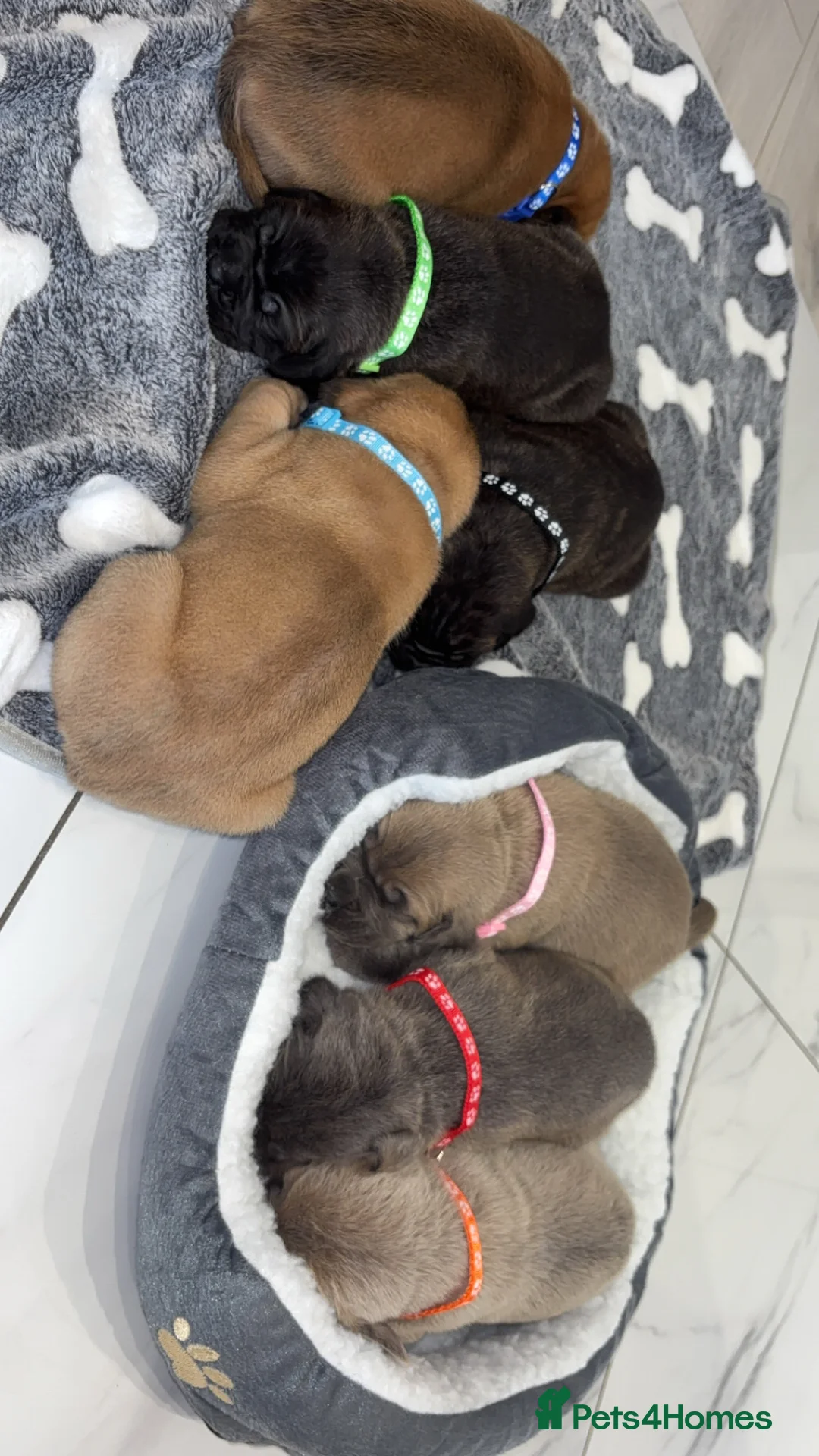 Cane Corso dogs for sale: Cane Corso Puppies 🐶  - Advert 5