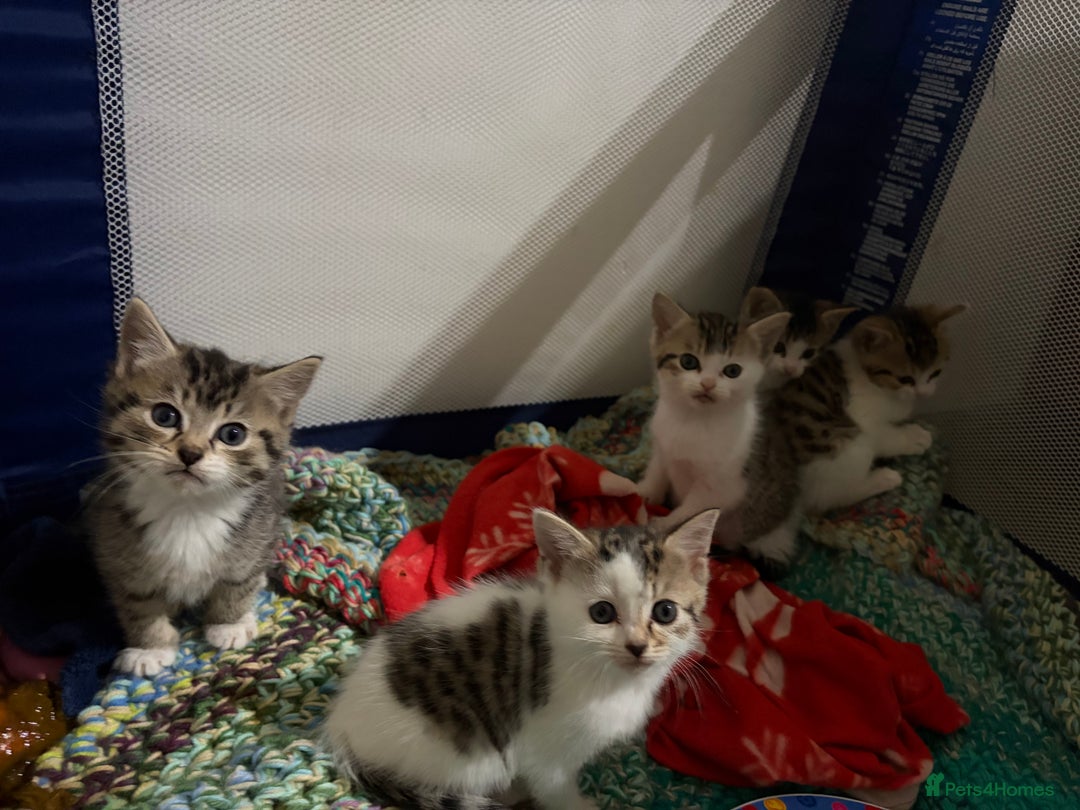 Mixed Breed cats for sale: 5 kittens needing loving home  - Advert 3