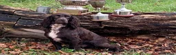 Cocker Spaniel dogs for sale: Stunning , heath tested ,kc reg FTCH cocker pups in Nottingham - Advert 2