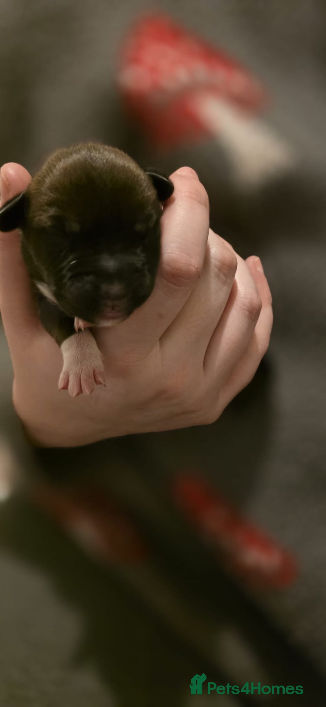 Mixed Breed dogs for sale: Gorgeous Husky x Staffy Puppies - Advert 6