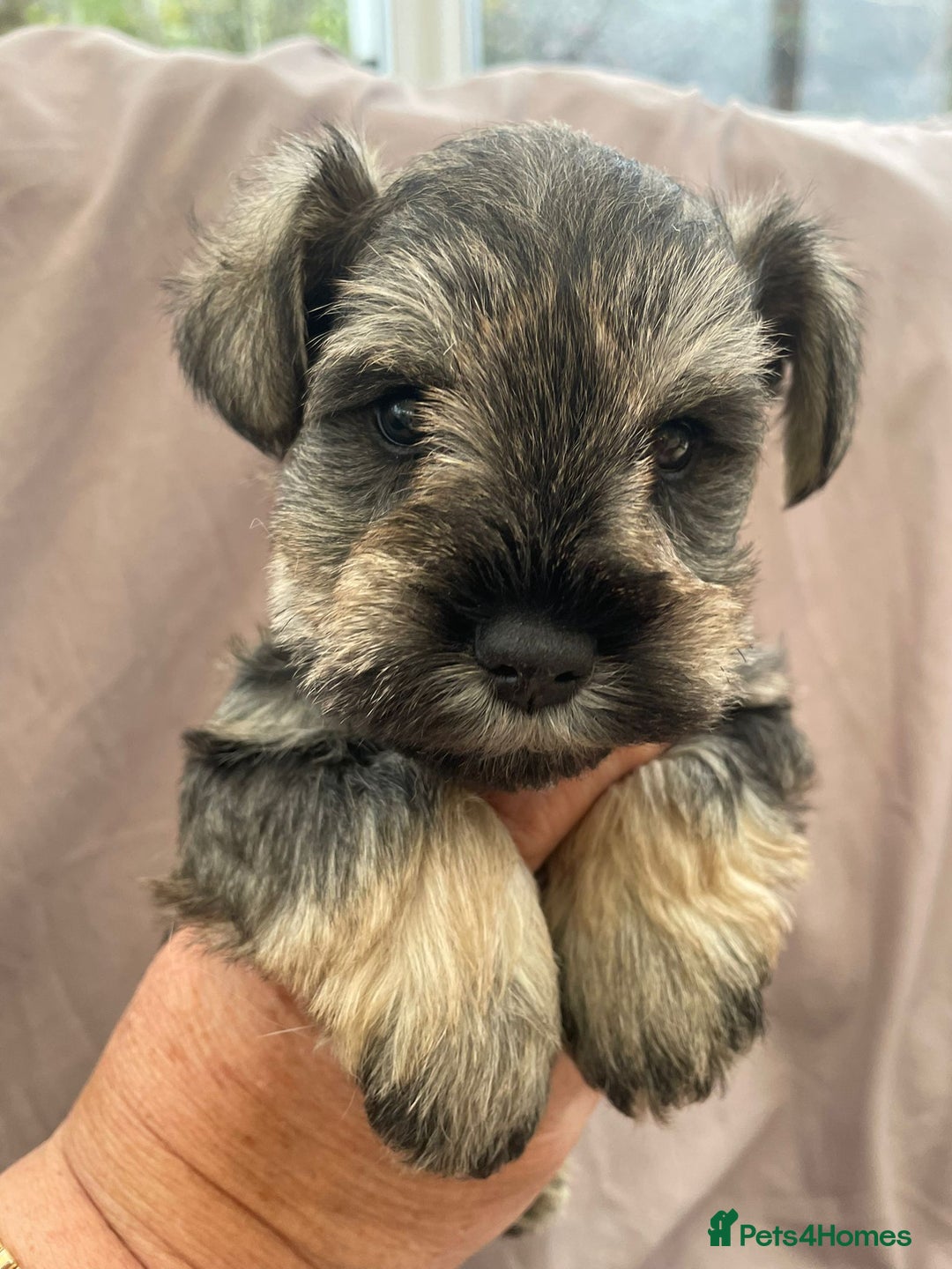 Miniature Schnauzer dogs for sale: miniature schnauzer  - Advert 11