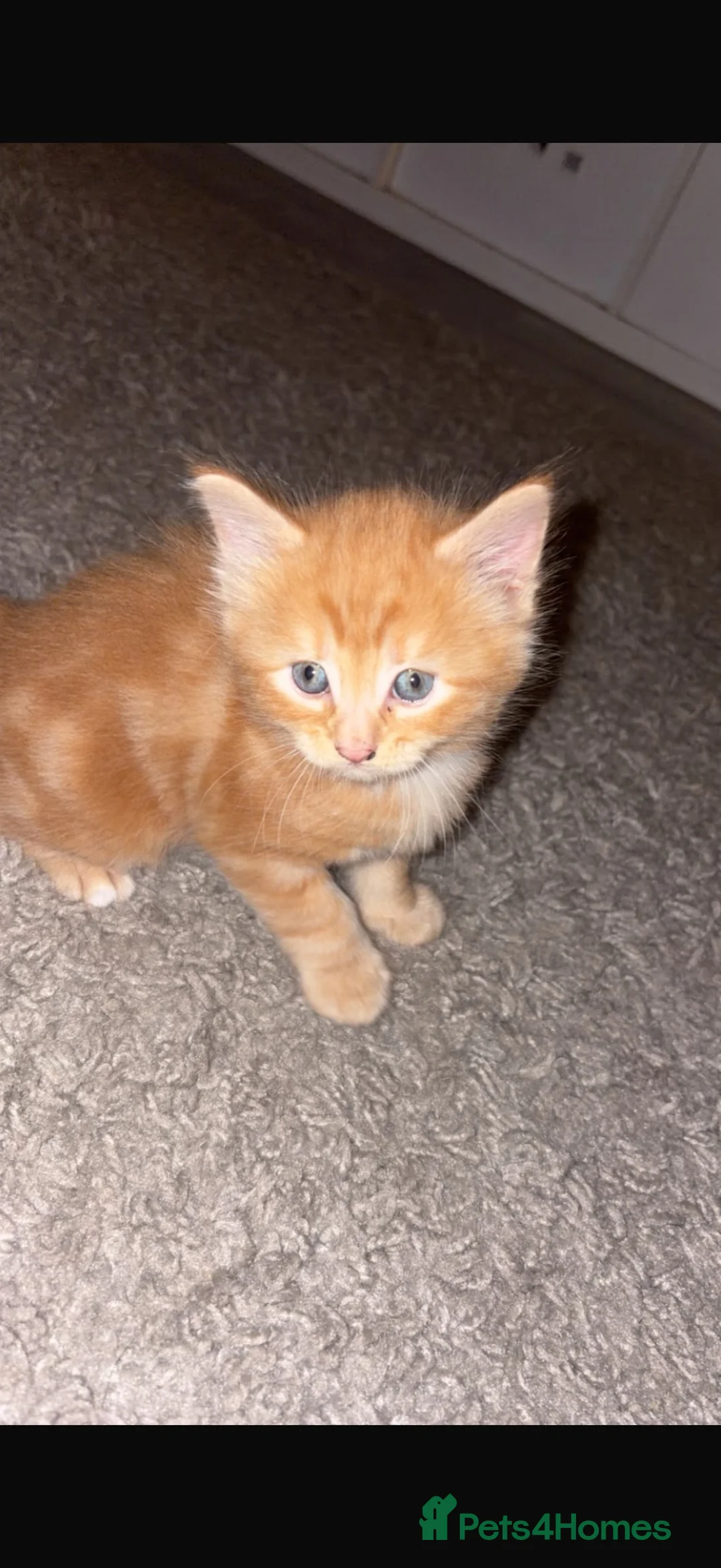 Mixed Breed cats for sale: ginger boy black girl  - Advert 3
