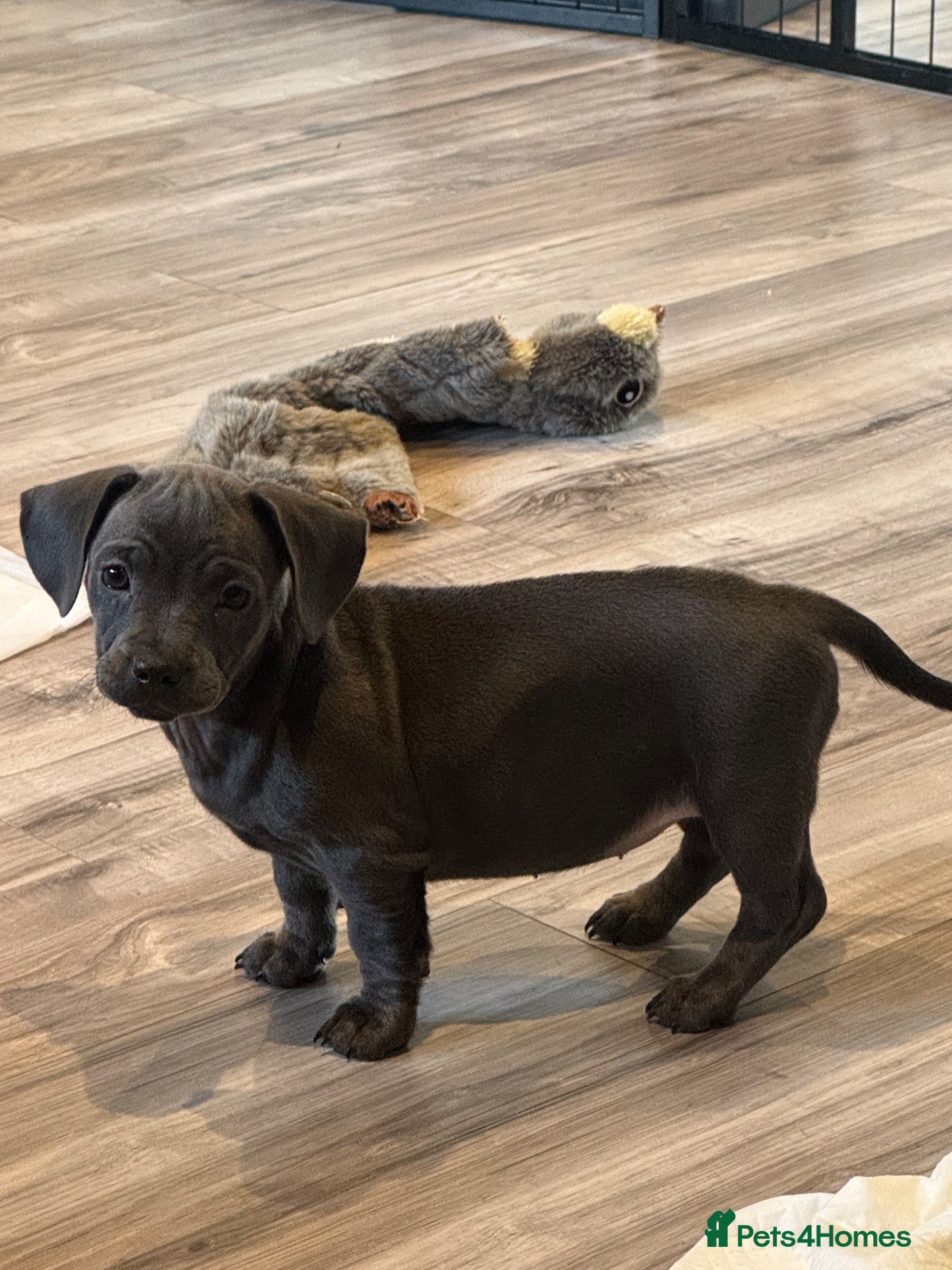 Mixed Breed dogs French Bulldog x Miniature Dachshund Puppies - Advert 2