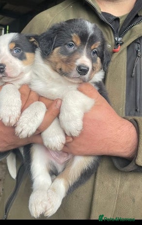 Border Collie dogs - Advert 7