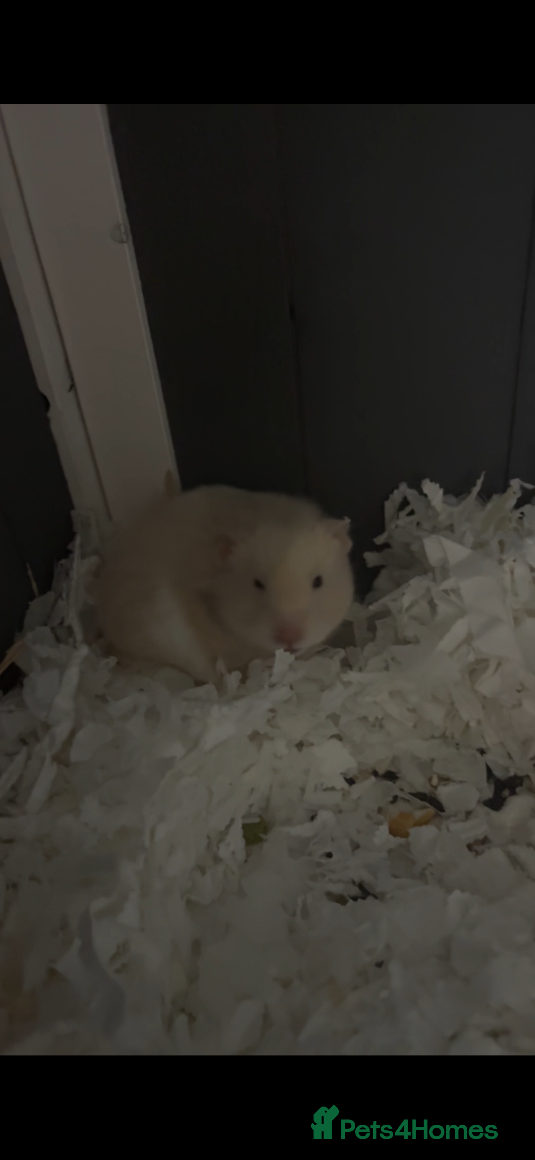 Hamster rodents for sale: 2 female hamsters for sale  - Advert 2