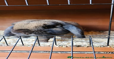 Mini Lop rabbits - Advert 2