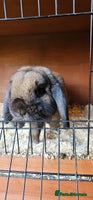 Mini Lop rabbits - Advert 7
