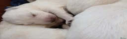 Mixed Breed dogs for sale: White Shepherd Puppies - Advert 7