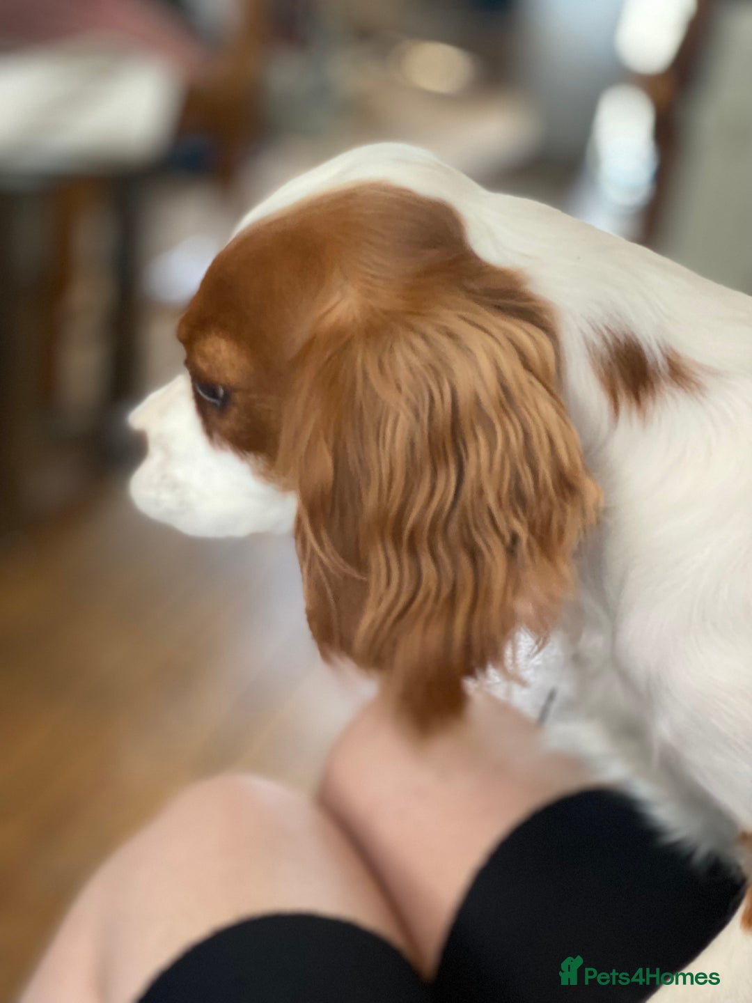 Cockalier dogs for sale: Cavalier Puppy–Loving, Healthy, and Full of Joy - Image 21