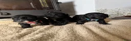 Cockapoo dogs for sale: Health tested F1 Cockapoos  - Advert 21