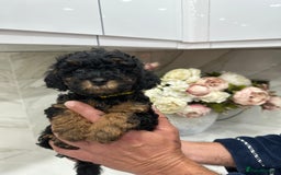 Toy Poodle dogs for sale: Beautiful Toy Poodle Puppies for Sale - Image 9