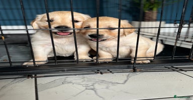 Golden Retriever dogs - Advert 7