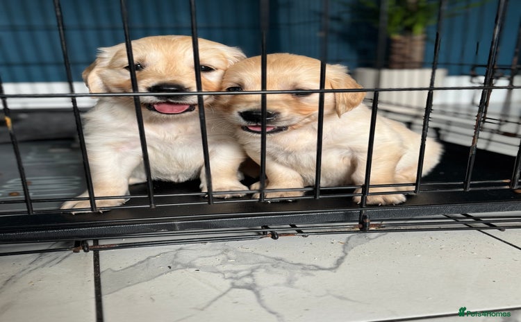 Golden Retriever dogs - Advert 2