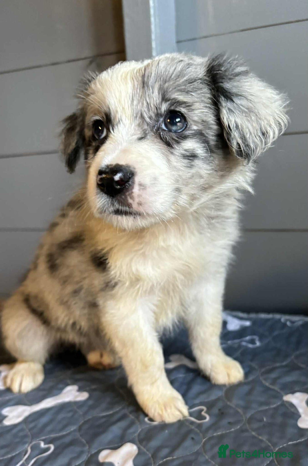 Border Collie dogs for sale: Stunning Border Collie Puppies - Image 2