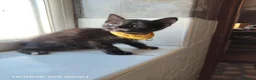 Mixed Breed cats for sale: Little Kittens - Advert 7