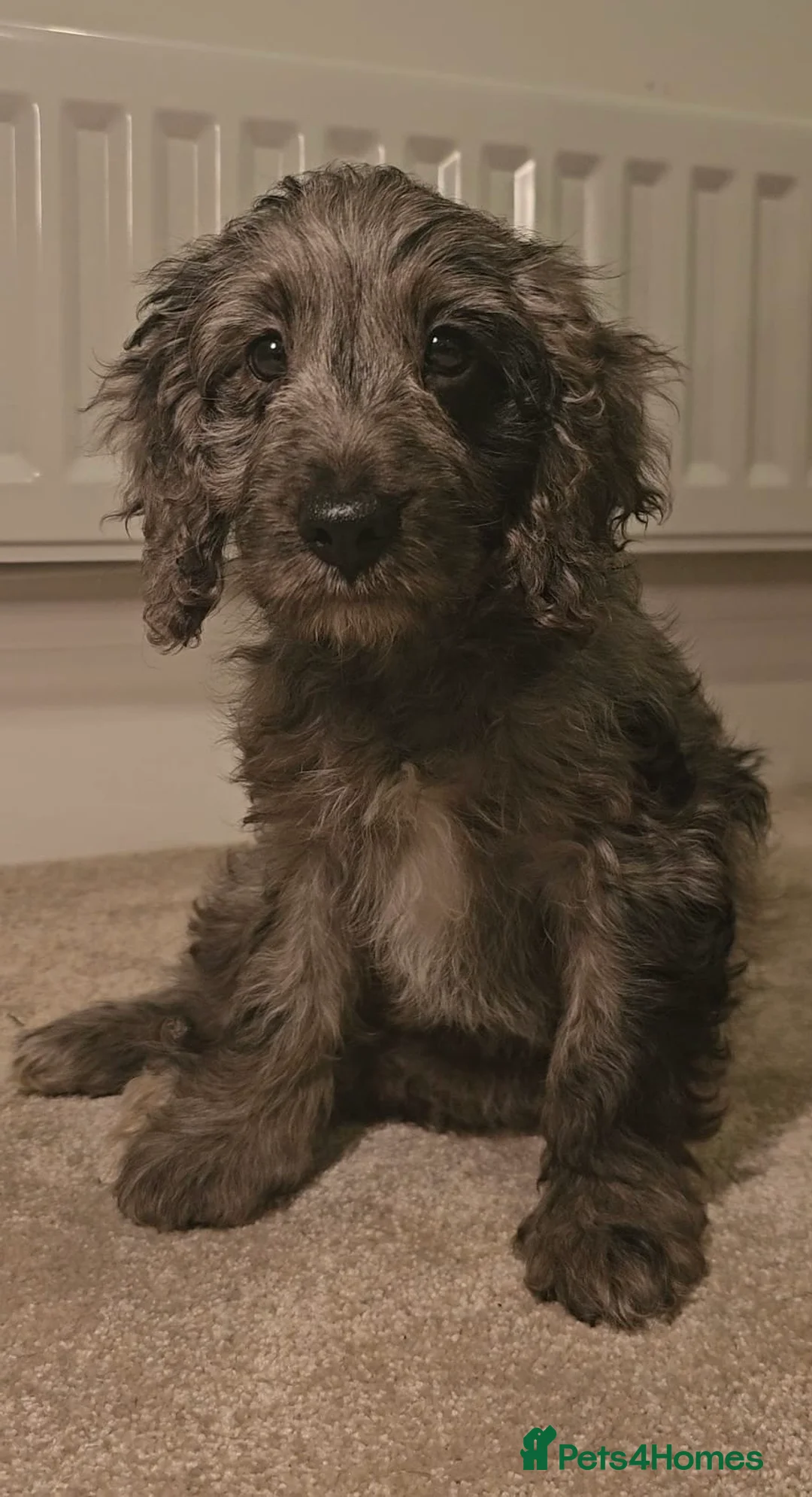 Cockapoo dogs for sale: Gorgeous F1 Cockapoo Puppies  - Advert 5