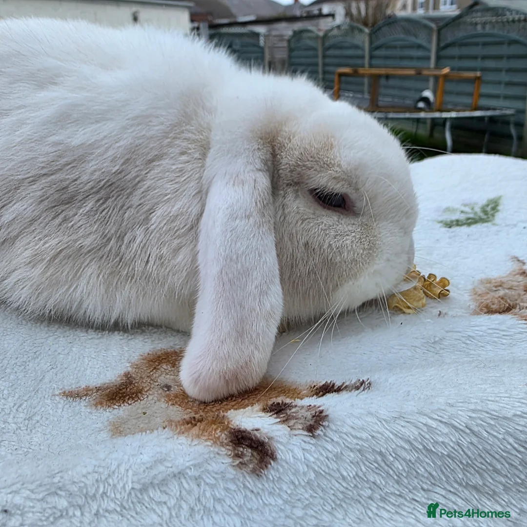 Mini Lop rabbits for sale: Mini lop 6 months old  - Advert 4