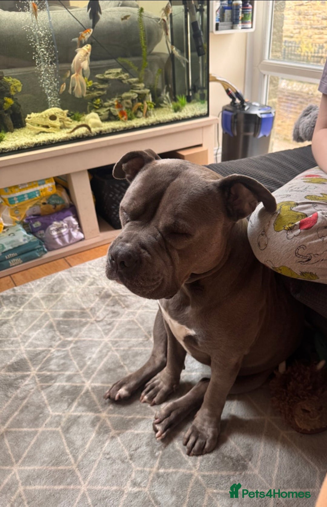 American Bully dogs for sale: 🌸🌸 NARLA🌸🌸  - Advert 3