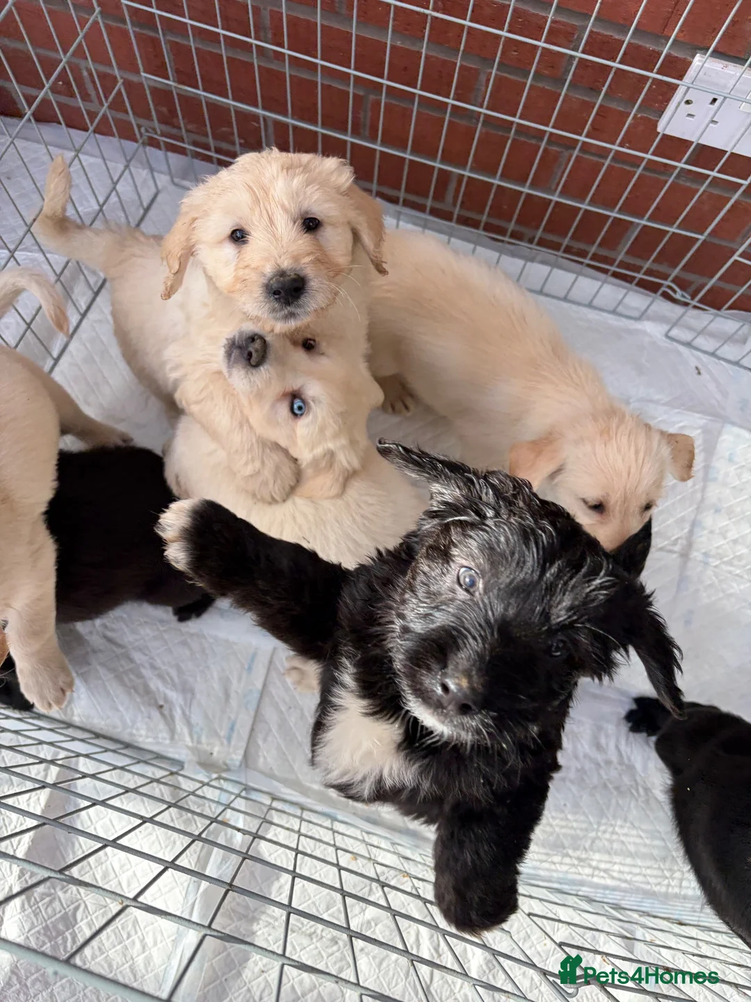Sheprador dogs for sale: GSD x Labradors in Oswestry - Advert 2