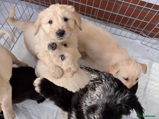 Sheprador dogs for sale: GSD x Labradors - Advert 2