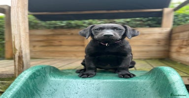 Labrador Retriever dogs - Advert 6