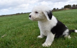Old English Sheepdog dogs for sale: Stunning Old English Sheepdog Puppies KC Reg - Image 26