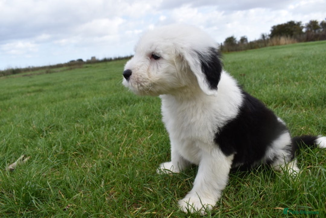 Old English Sheepdog dogs for sale: Stunning Old English Sheepdog Puppies KC Reg - Image 26