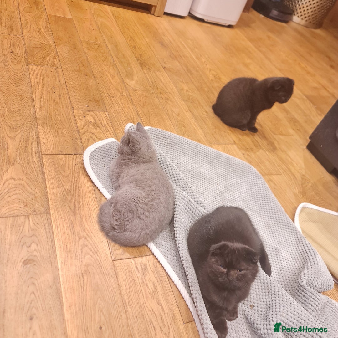 Scottish Fold cats for sale: Scottish Folds  4 Male 1 Female - Advert 8