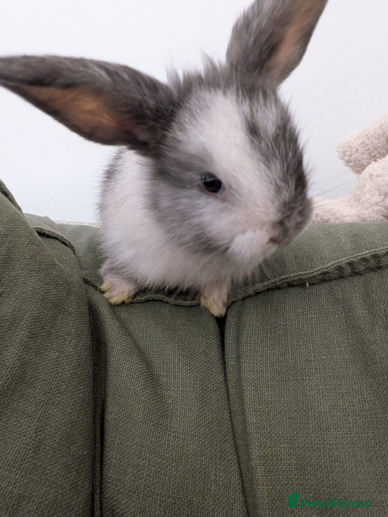 Angora rabbits for sale: Angora mix Bucks avail to reserve  - Advert 1