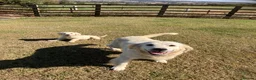 Golden Retriever dogs for sale: Kc beautiful girl  - Advert 11